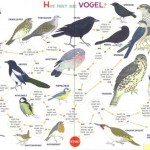 vogeltjes