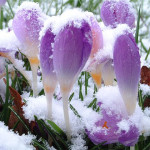 crocus