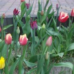 tulpen