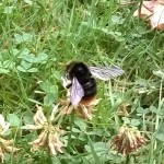 hommel